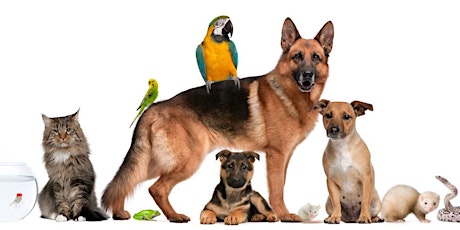 Ley de  Bienestar Animal:¡ cómo te afecta a tu mascota !