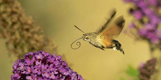 Introduction to Butterfly and Moth Identification