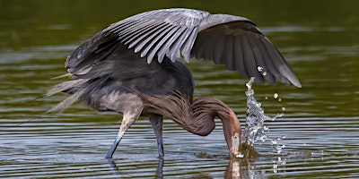 NJ Audubon Digital Photography Workshop 7: Bird and Wildlife Photography primary image
