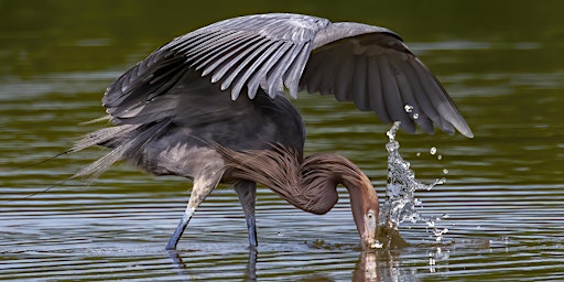 Imagem principal de NJ Audubon Digital Photography Workshop 7: Bird and Wildlife Photography