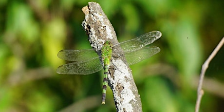 DRAGONFLY WALK primary image
