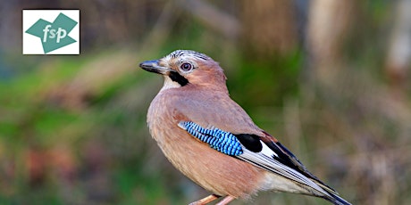 2024 Bird Walk in Shrewsbury Park