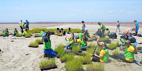 Community Marsh Planting in Jamaica Bay! June 9th primary image