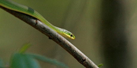 Florida's Wildlife: Living with Snakes (WEBINAR)