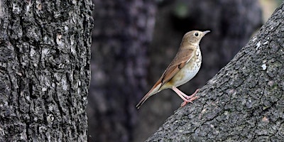 Guided Bird Walks with NYC Audubon (Multiple Dates) primary image