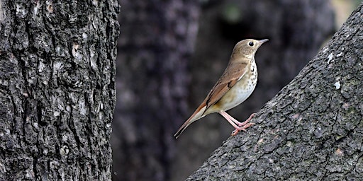 Guided Bird Walk with NYC Audubon primary image