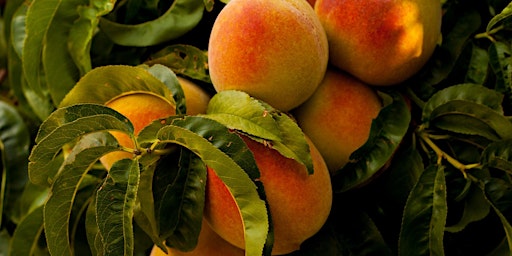 Image principale de Fruit Trees 101