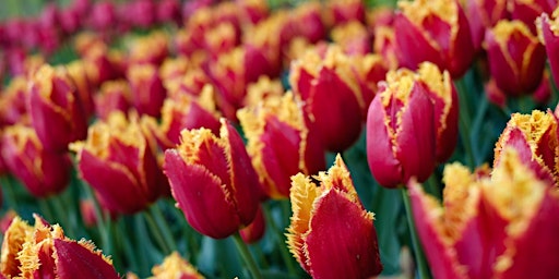 Glazer's Garden Series: Photographing Tulip Town with Canon