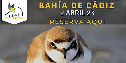 Birdwatching en Bahía de Cádiz - Salida ornitológica