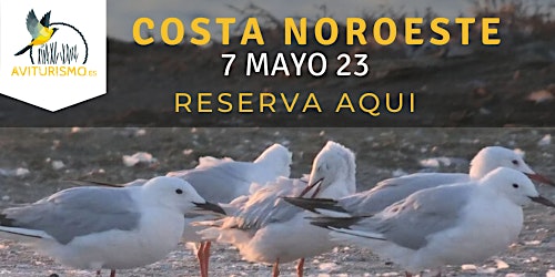 Costa Noroeste, Birdwatching  Cádiz - Observación de aves