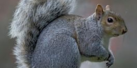 New Jersey Squirrels