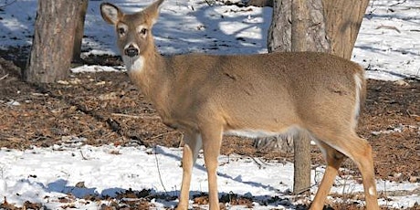 White-tailed Deer and NJ Forests