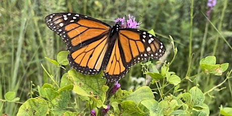 Imagen principal de Bay Friendly Landscaping- Mexico Beach