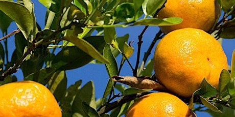 Growing Healthy Citrus In Your Backyard