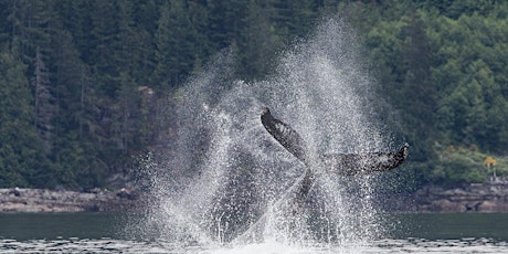 West Coast Whales & Marine Life Photography Workshop primary image
