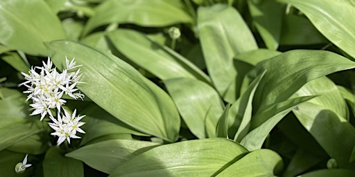 Spring Wild Garlic & Greens Foraging Walk with wild food tasters - Bramley primary image