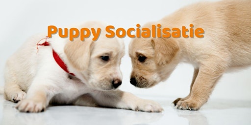 Puppy Socialisatieklas primary image