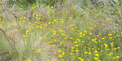 Pinellas Plants: A Natural History  primärbild