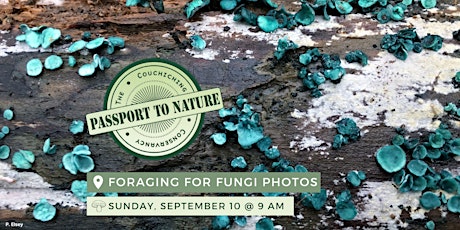 Passport to Nature: Foraging for Fungi Photos