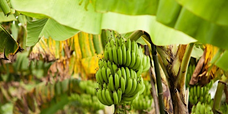 Growing Bananas without Going Bananas  primärbild