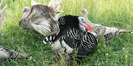 There’s No Place Like Home: Let's Talk Turkeys