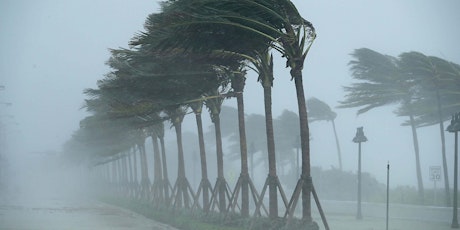 Hurricanes and Trees primary image