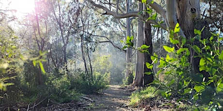 Seniors Festival Forest Therapy Walk primary image