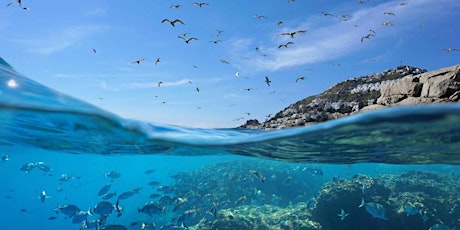 Il Mediterraneo che cambia: uno sguardo agli ecosistemi marini