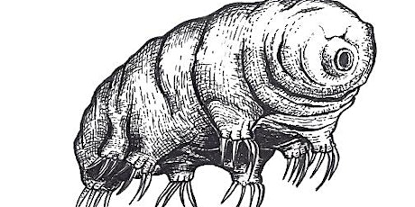 I tardigradi (online primaria)