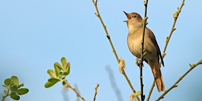 Primaire afbeelding van Wilder Kent Safari: Nightingales in the Blean