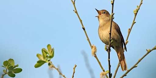 Imagem principal do evento Wilder Kent Safari: Nightingales in the Blean