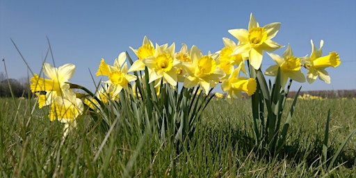 Immagine principale di Family Workshop: Wild About Spring 