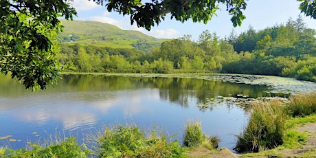 Spring into Summer Mindfulness at Llandecwyn - Half-day Mindful Walk