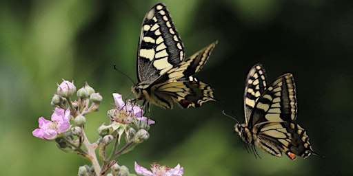 Image principale de World Swallowtail Day -  NWT Hickling Broad guided walk (10.30am)