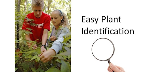Primaire afbeelding van Easy Plant Identification: The Big 4