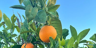 Immagine principale di Orange picking + walk around the North fields of Valencia 