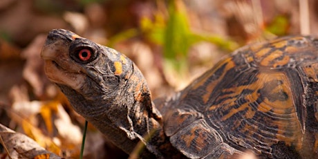 Imagem principal de Turtle Fest