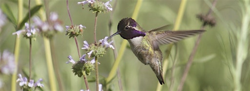 Bild für die Sammlung "Birding"