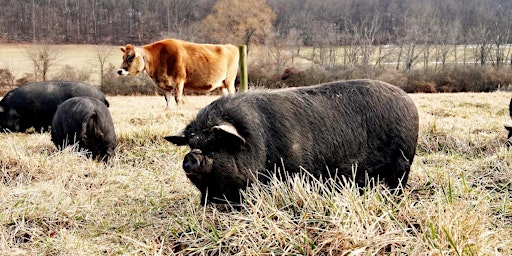 Imagem principal de Pastured Pork Workshop