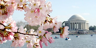 Image principale de Cherry Blossoms - Street Photography Series in DC 2026