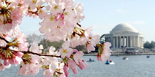 Cherry Blossoms - Street Photography Series in DC 2026 primary image