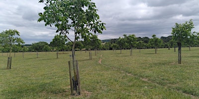 Hauptbild für Growing English Walnuts for Profit in the Cotswold National Landscape