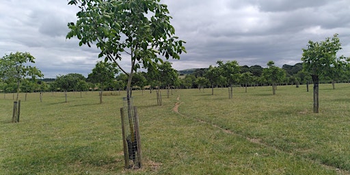Imagem principal do evento Growing English Walnuts for Profit in the Cotswold National Landscape