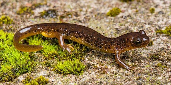 NW Permaculture Salamander Habitat Restoration Gathering