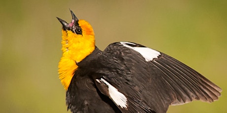 Understanding Bird Song webinar with David Lukas