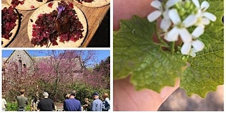 Wild Wine and Foraging Day Out - 22nd September primary image