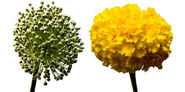 Coping with Stress and Anxiety Using Homeopathy