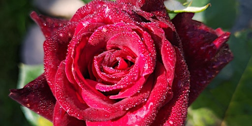 Hauptbild für Rose Pruning and Rose care over Winter