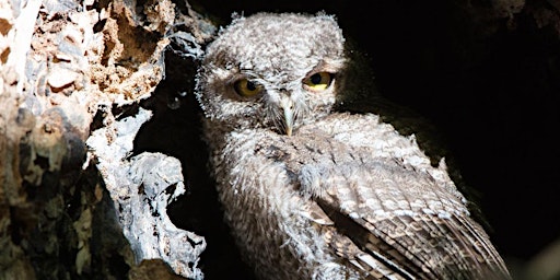Whooo Comes Out at Night? primary image
