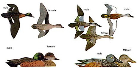 Waterfowl Identification Test (WIT) - SSAA Eagle Park primary image